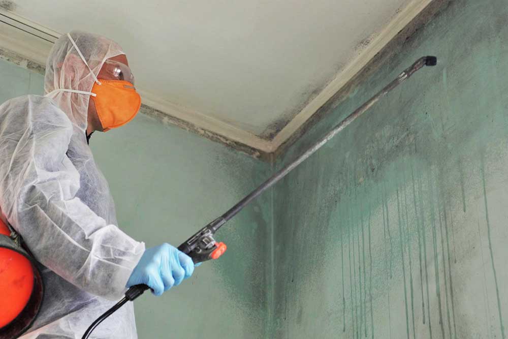 mold_remediation_3